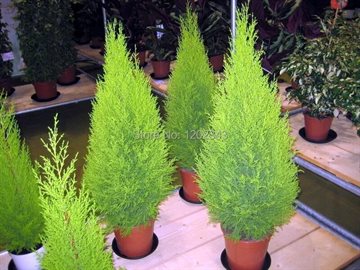 Hot selling 50pcs Cypress trees Platycladus orientalis oriental arborvitae seeds Conifer seeds DIY home garden free shipping