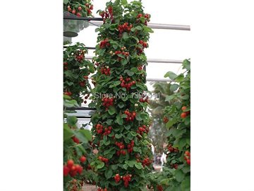 300 Climbing Red Strawberry Seeds very big and delicious ,Heirloom Vegetables and fruit seeds creeper seeds free