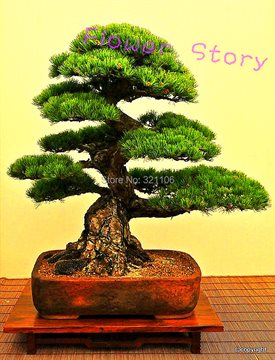 FREE SHIPPING 35pcs/Bag Japanese Pine Tree Seeds bonsai flower easy to plant DIY