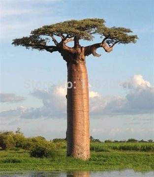 100% Genuine 10 pieces of high-quality rare baobab seeds tropical plant garden seeds free shipping Home & Garden