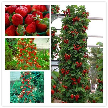 300 Climbing Red Strawberry Seeds With SALUBRIOUS TASTE * NON-GMO Strawberry Mount Everest* EDIBLE * Fruit,Heirloom Vegetables