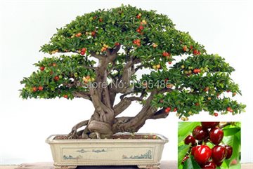11.11 promotion today Upscale Indoor Plants, Need Fruit Potted, Taiwan Mini Pearl Cherry Seeds 20 Piece Bonsai Tree Seeds
