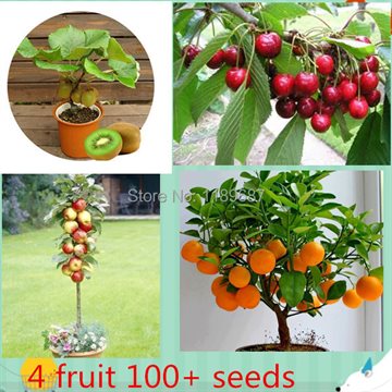 4 kind fruit ,bonsai fruit tree seeds ,vegetable and fruit seeds total 100+ seeds