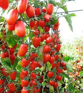 100pcs/pack.Free shipping red pear tomato seeds vegetable seeds for DIY home garden 49%