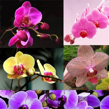 New Year Hot 20Pcs Phalaenopsis Flower Seeds Plant Butterfly Orchid Garden Decoration Free Shipping
