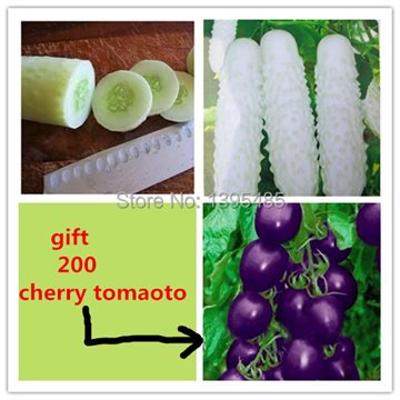 100 white Cucumber ,send 200 purple tomato as gift ,Cuke Seeds,Green Vegetable Seeds Fruit Seed Vegetable Seeds free shipping