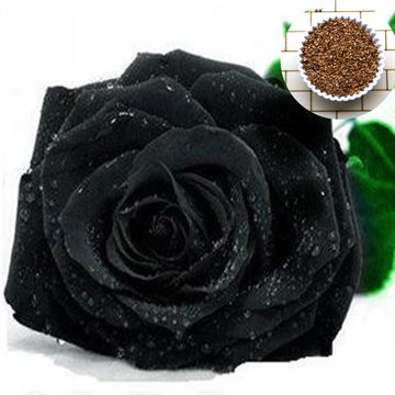 Free Shipping 50 Seeds China Rare Black Rose Flower