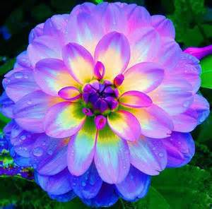dahlia,dahlia flower Mixed Colors Dahlias Seeds For DIY Home Garden free shipping 10 seeds /bag