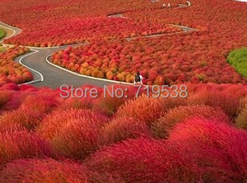 Grass seeds Perennial 100 seeds Grass Burning Bush Kochia Scoparia Seeds Red Garden Ornamental easy grow