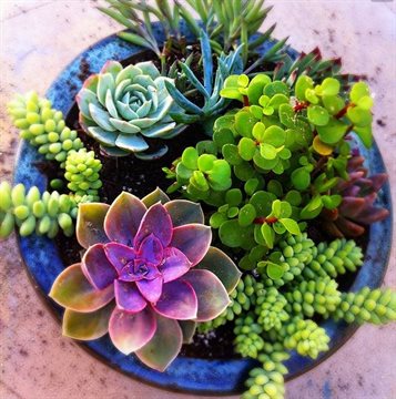 100 Mini Cactus plant Mixed Succulent Flower seeds of garden flowers Rare Sempervivum Hens and Chicks Houseleeks Gift