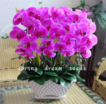 100PCS orchid-seed FLOWER seeds for home garden Phalaenopsis orchid seeds buy-direct-from-china orquidea semente