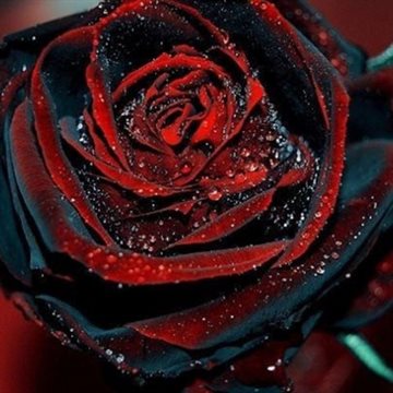 garden flowers Seeds Pot Bonsai Rose Seed Professional Seedling floer Plant/ Vary Colors Selection /100 pcs