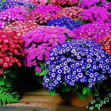 0 seeds, mixed color Cineraria seeds, potted seed, flower seeds for home & garden Promotion!!