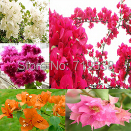 10 seeds / bag ,Bougainvillea seeds, potted seed, flower seed, variety complete, the budding rate 95%, (Mixed colors)