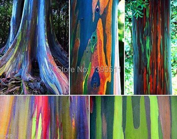 200/BAG rare Rainbow Eucalyptus deglupta, showy tropical tree, tree seeds for garden planting baby and lover like