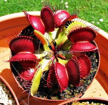 500pcsPromotion!!! Dionaea Muscipula Giant Clip Venus Flytrap Seeds Bonsai plants Flower seeds Free shipping