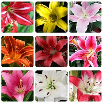 New lily Plants indoor bonsai perfume lily seeds lily flower seeds - 50 seeds